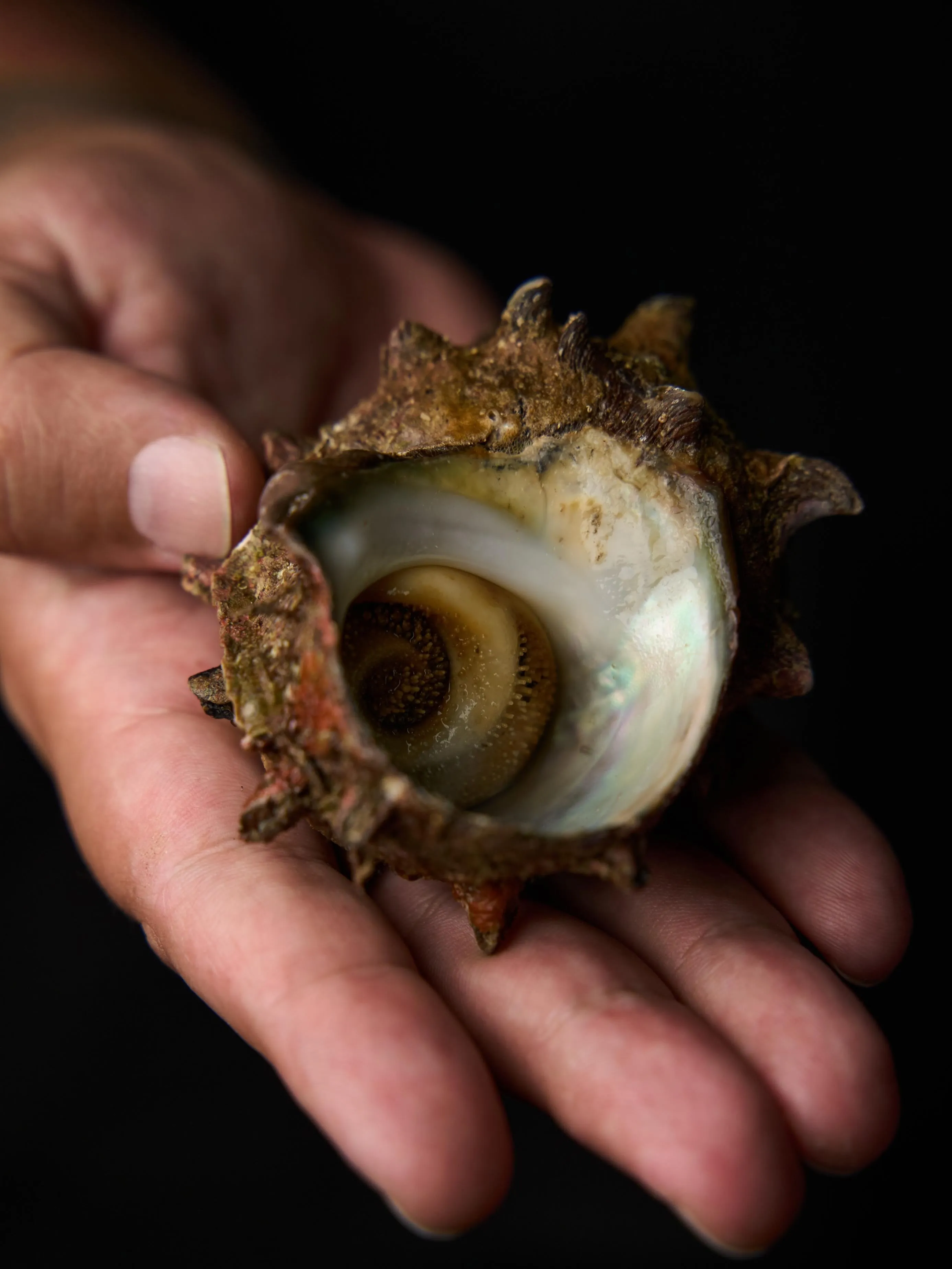 A delicate bowl of sea whelk in rich dashi broth enriched with onion, showcasing the refined simplicity of Andō's new Sunlight opening course