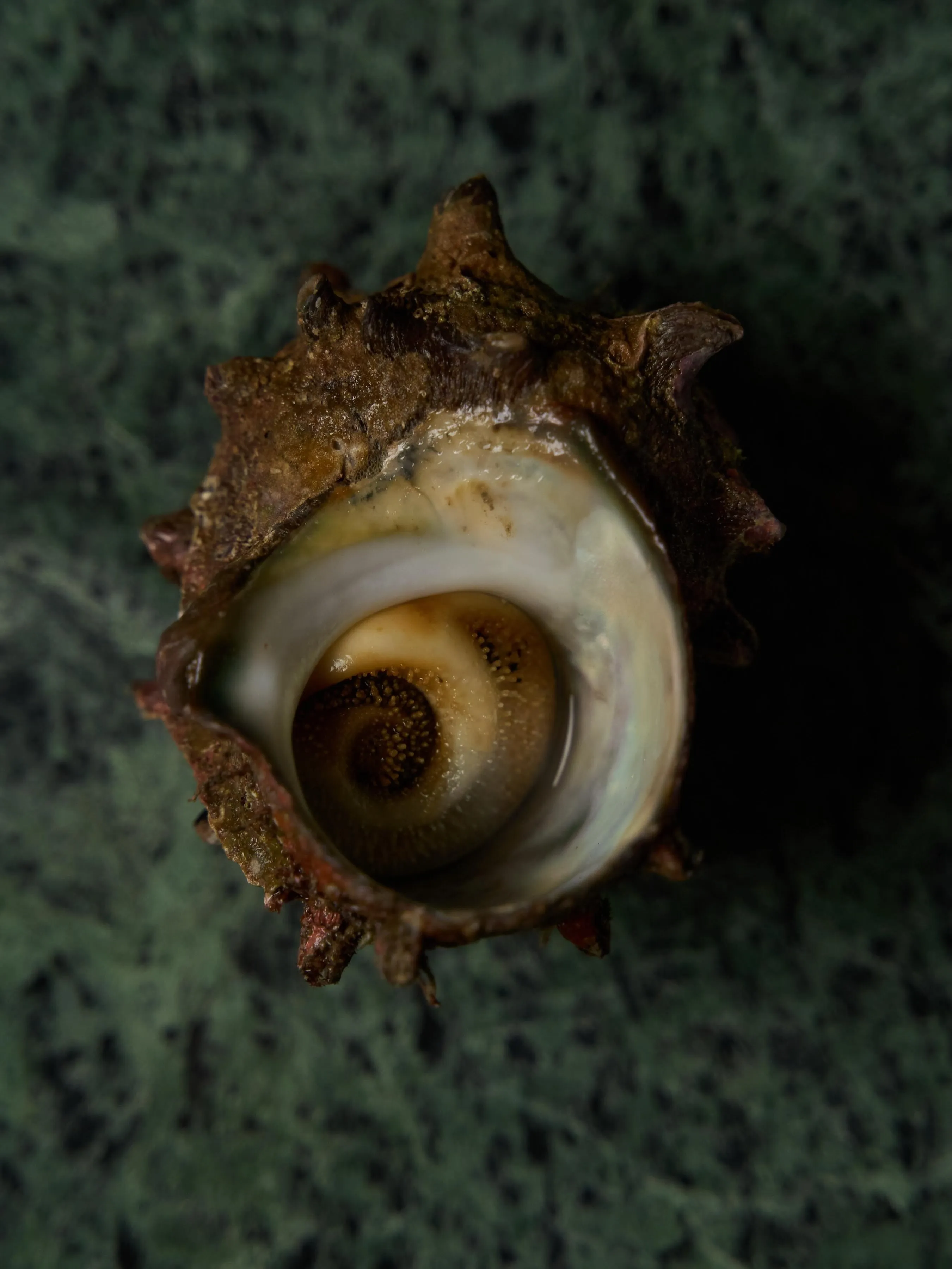 Close detail of pristine sea whelk ingredient displaying its pale, tender texture and distinctive oceanic character before preparation