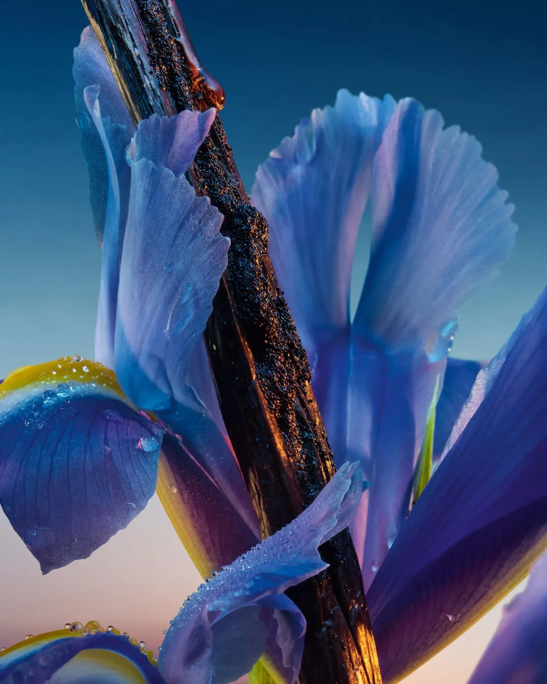 Close detail of L'Heure Bleue Exceptional Creation showing the refined iris-focused composition and luxury presentation